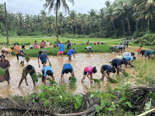 Paddy transplantation